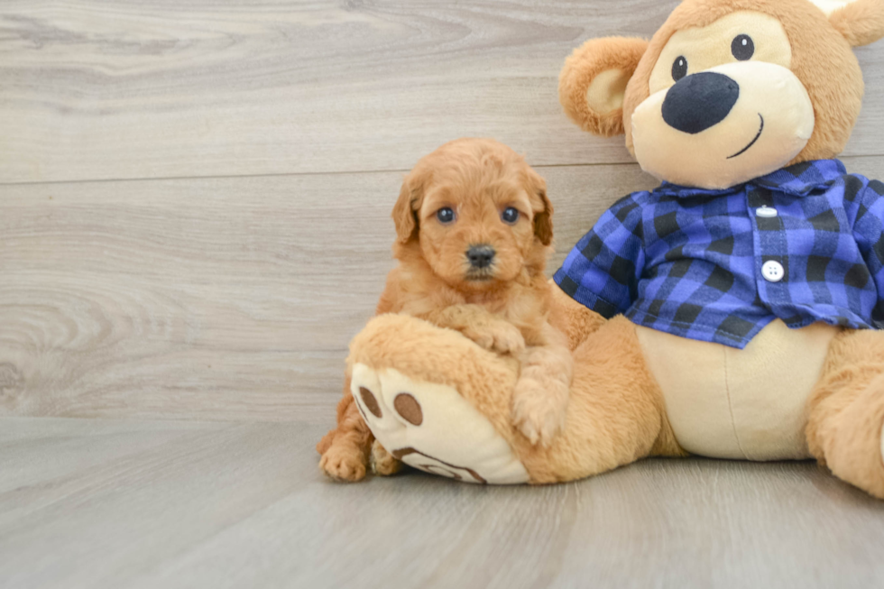 Mini Goldendoodle Pup Being Cute