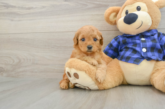 Mini Goldendoodle Pup Being Cute