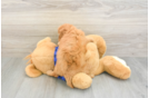 Mini Goldendoodle Puppy for Adoption
