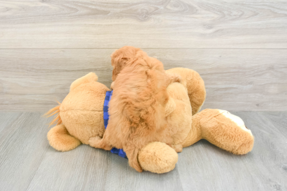 Mini Goldendoodle Puppy for Adoption
