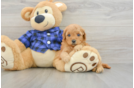 Smart Mini Goldendoodle Poodle Mix Pup