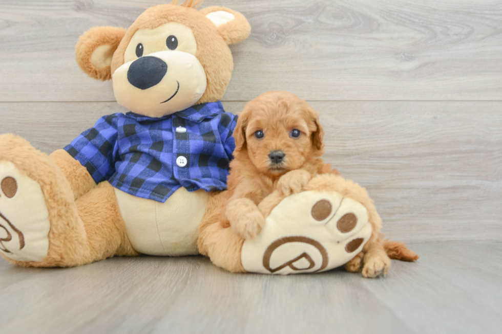 Smart Mini Goldendoodle Poodle Mix Pup