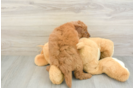 Best Mini Goldendoodle Baby