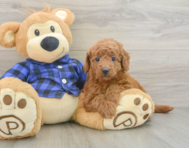 8 week old Mini Goldendoodle Puppy For Sale - Lone Star Pups