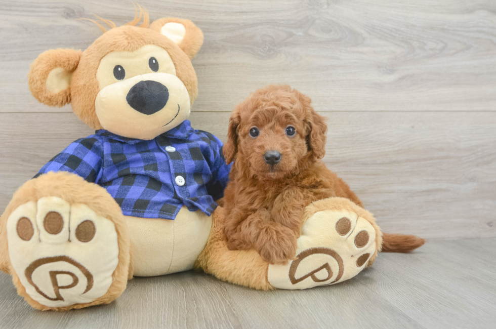 5 week old Mini Goldendoodle Puppy For Sale - Lone Star Pups