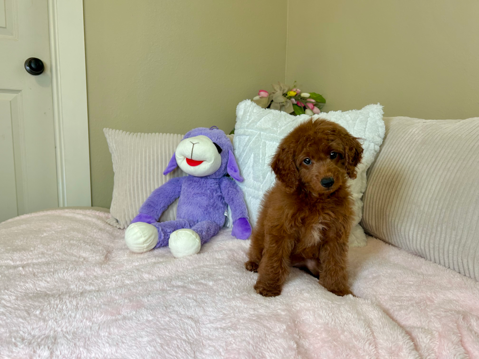 Mini Goldendoodle Puppy for Adoption
