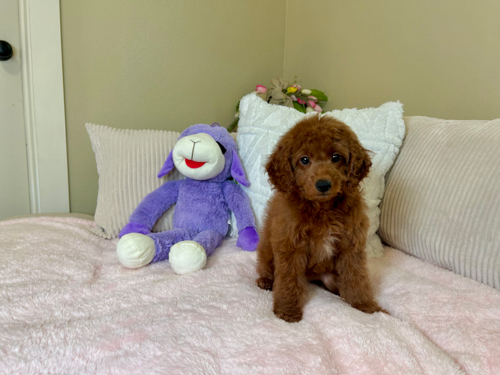 Cute Mini Goldendoodle Baby