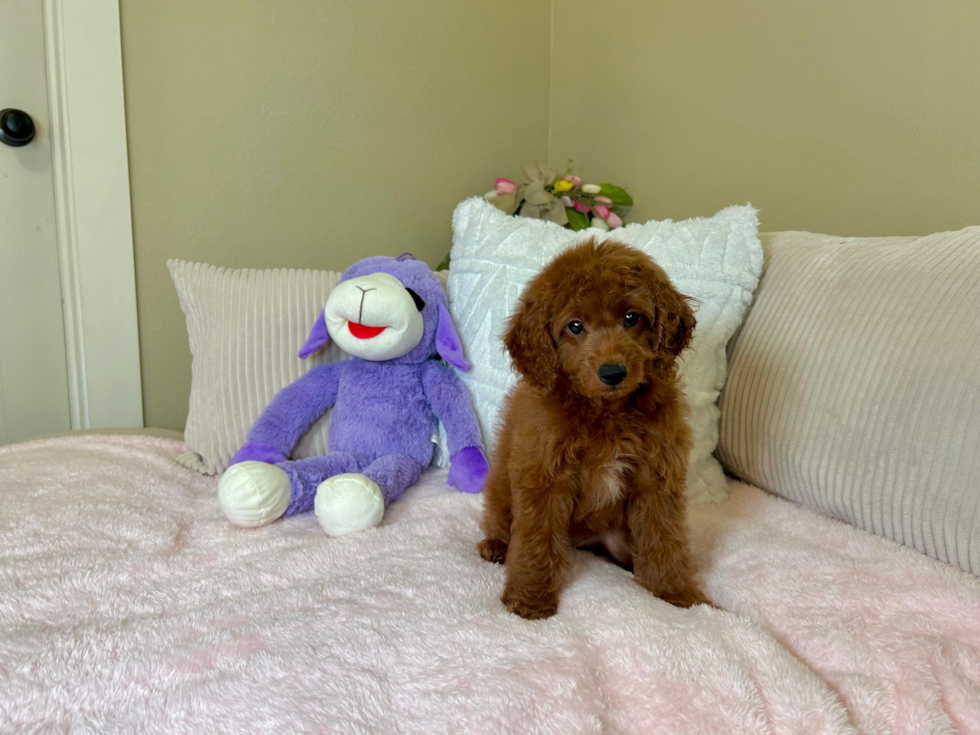 Mini Goldendoodle Pup Being Cute