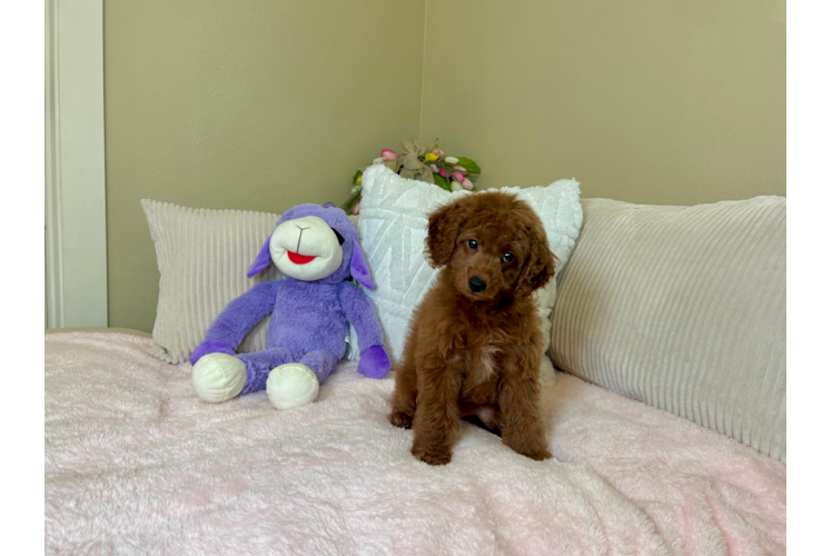 Best Mini Goldendoodle Baby