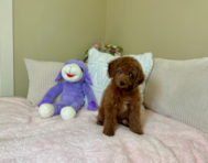 9 week old Mini Goldendoodle Puppy For Sale - Lone Star Pups
