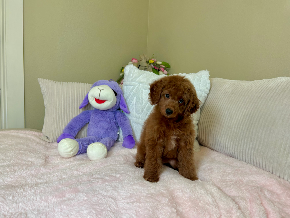 Best Mini Goldendoodle Baby