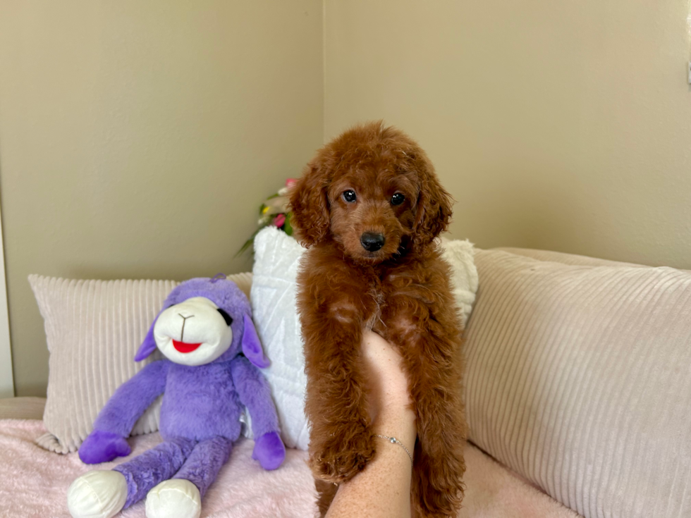 Cute Mini Goldiepoo Poodle Mix Puppy