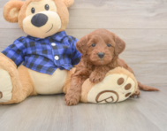 7 week old Mini Goldendoodle Puppy For Sale - Lone Star Pups