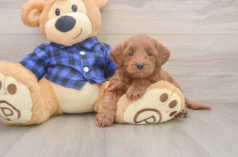 5 week old Mini Goldendoodle Puppy For Sale - Lone Star Pups