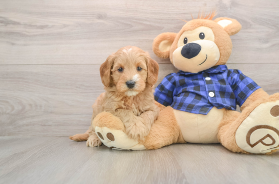 Best Mini Goldendoodle Baby