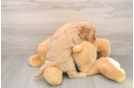 Mini Goldendoodle Pup Being Cute