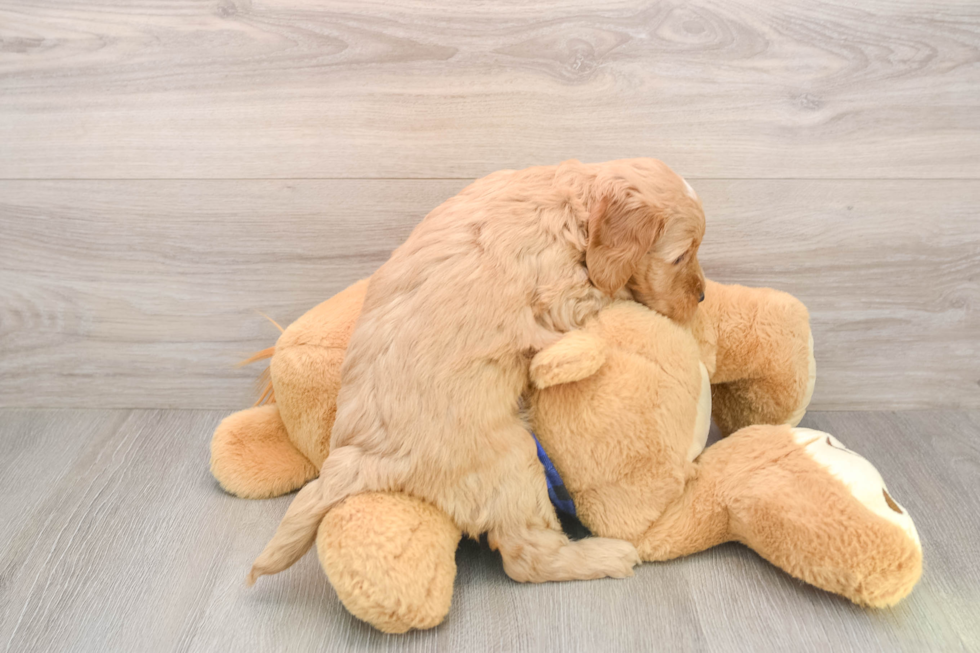 Mini Goldendoodle Pup Being Cute