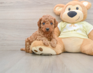 7 week old Mini Goldendoodle Puppy For Sale - Lone Star Pups