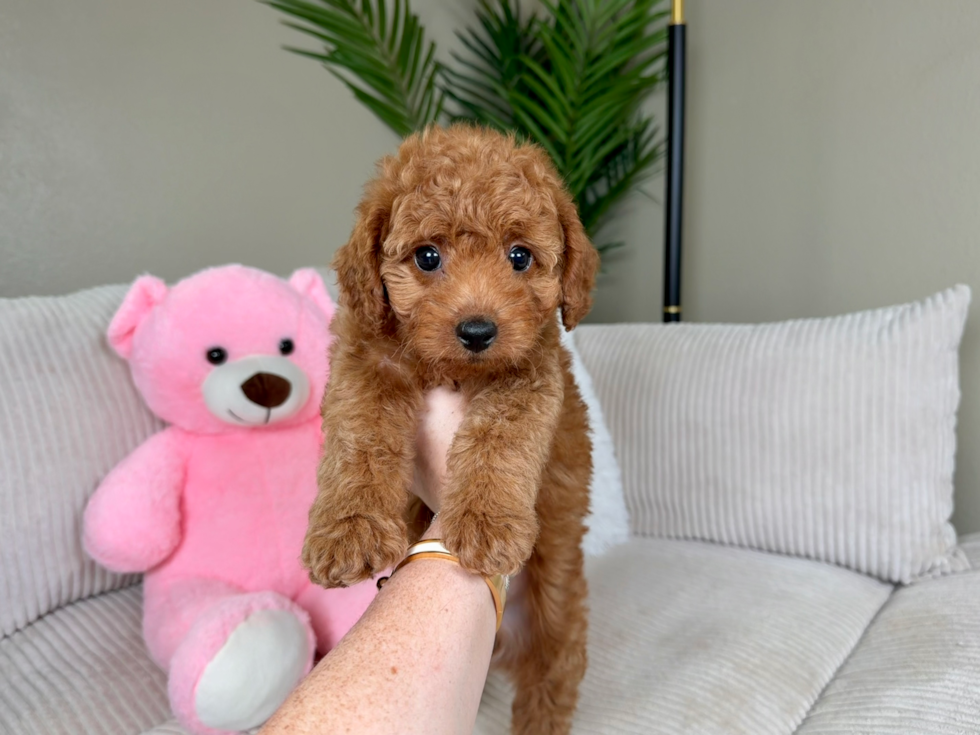 Cute Mini Goldendoodle Poodle Mix Pup