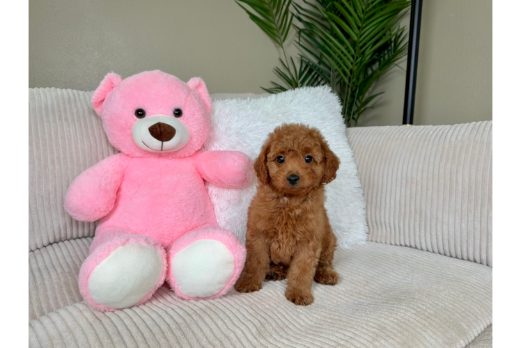 Cute Mini Goldendoodle Baby