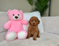 8 week old Mini Goldendoodle Puppy For Sale - Lone Star Pups