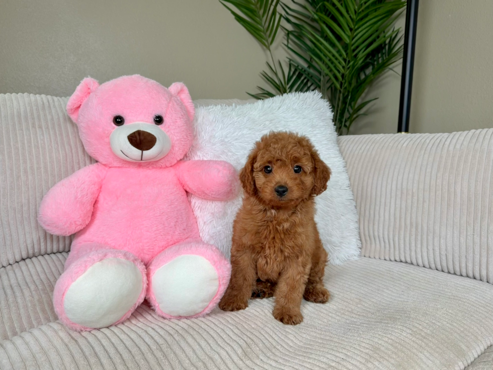 Cute Mini Goldendoodle Baby
