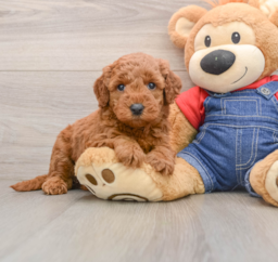 6 week old Mini Goldendoodle Puppy For Sale - Lone Star Pups
