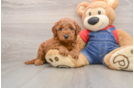 Little Mini Goldenpoo Poodle Mix Puppy