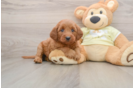 Mini Goldendoodle Puppy for Adoption