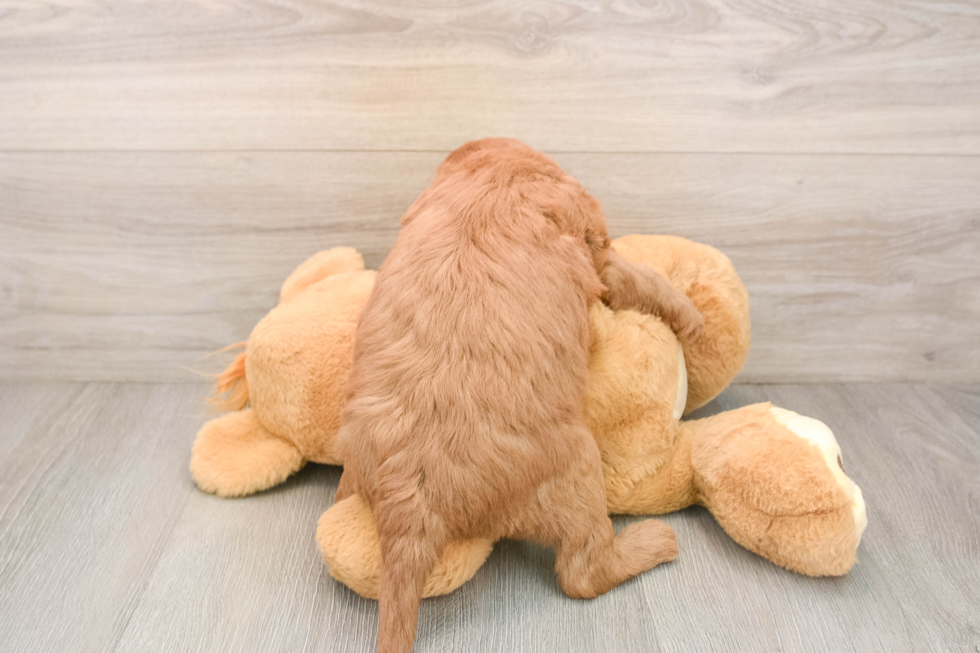 Adorable Golden Retriever Poodle Mix Poodle Mix Puppy