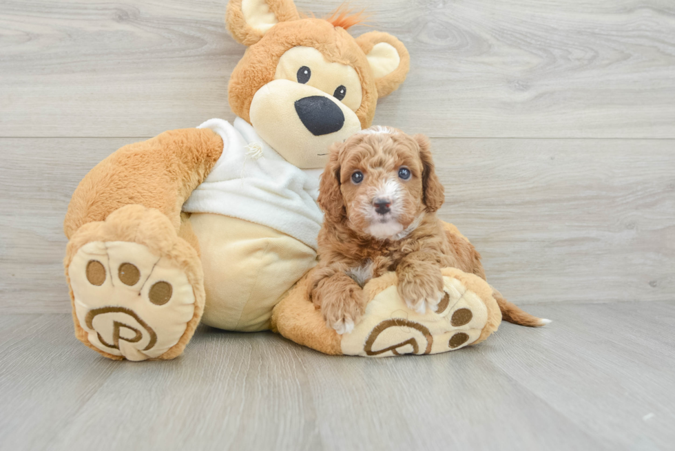 Mini Goldendoodle Puppy for Adoption