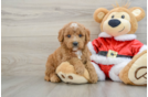 Mini Goldendoodle Puppy for Adoption