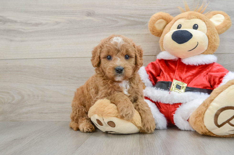 5 week old Mini Goldendoodle Puppy For Sale - Lone Star Pups