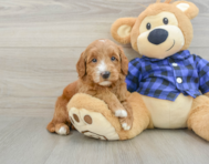 7 week old Mini Goldendoodle Puppy For Sale - Lone Star Pups