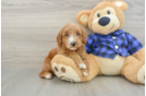 Adorable Golden Retriever Poodle Mix Poodle Mix Puppy