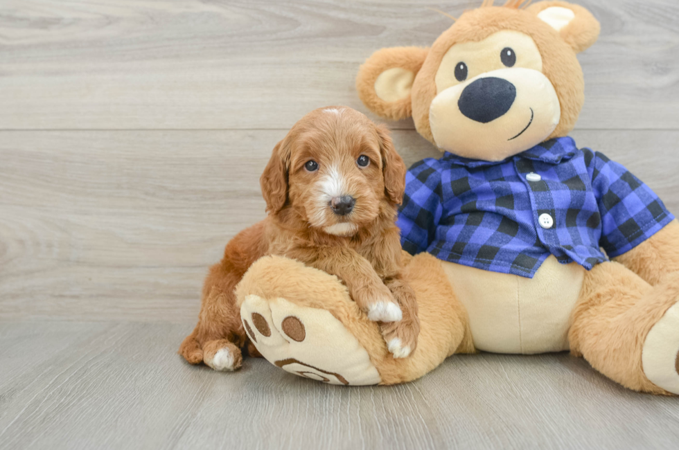 5 week old Mini Goldendoodle Puppy For Sale - Lone Star Pups