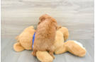 Fluffy Mini Goldendoodle Poodle Mix Pup
