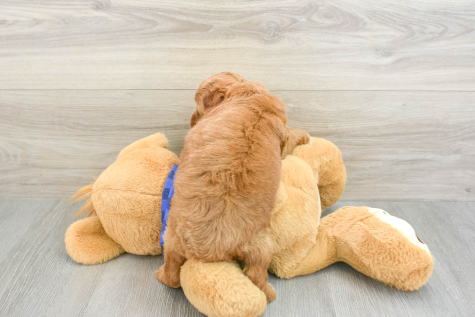 Fluffy Mini Goldendoodle Poodle Mix Pup