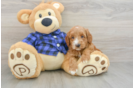 Hypoallergenic Mini Goldiepoo Poodle Mix Puppy