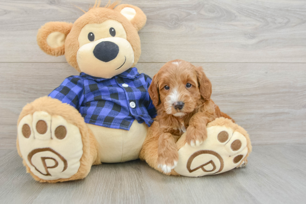 Hypoallergenic Mini Goldiepoo Poodle Mix Puppy