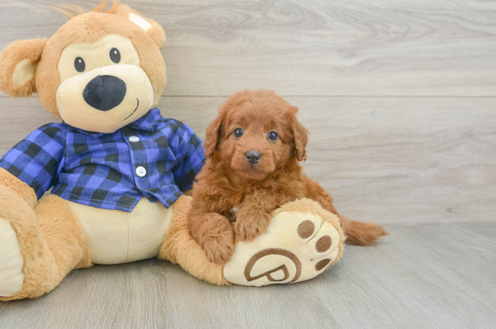5 week old Mini Goldendoodle Puppy For Sale - Lone Star Pups