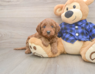 7 week old Mini Goldendoodle Puppy For Sale - Lone Star Pups