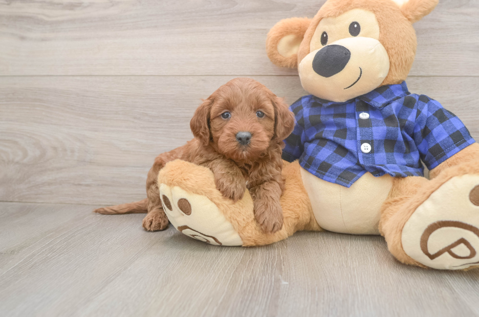 5 week old Mini Goldendoodle Puppy For Sale - Lone Star Pups