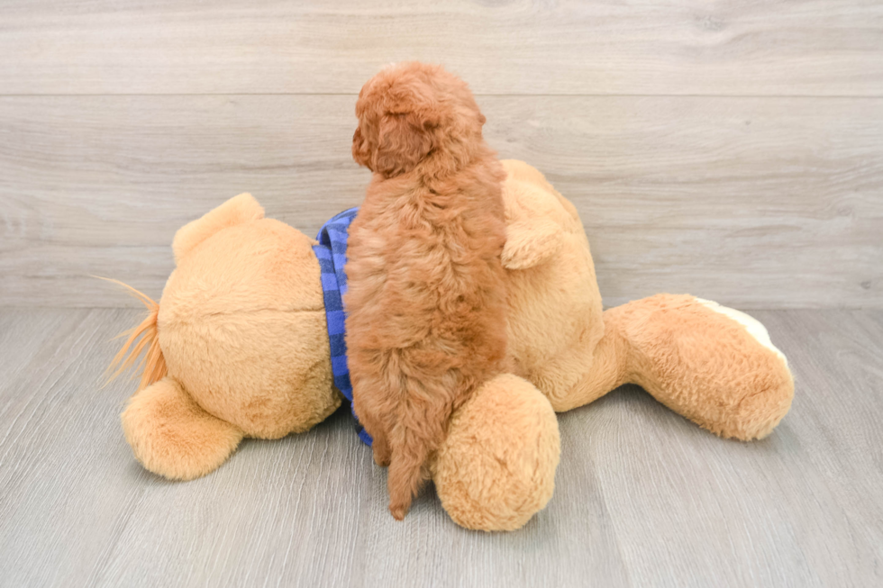 Best Mini Goldendoodle Baby
