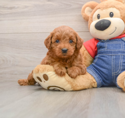 6 week old Mini Goldendoodle Puppy For Sale - Lone Star Pups