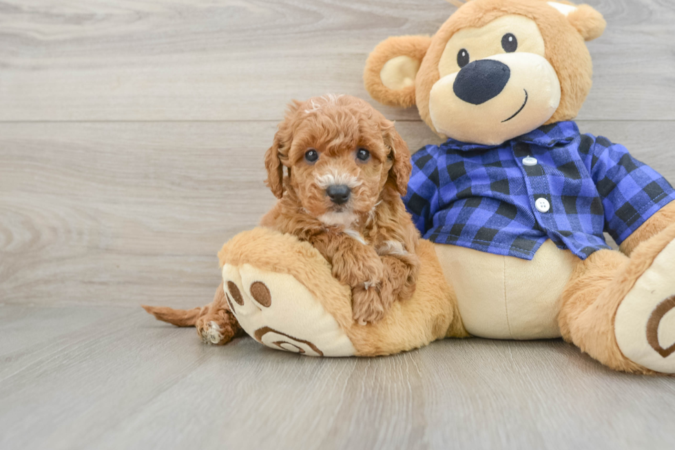 Mini Goldendoodle Puppy for Adoption