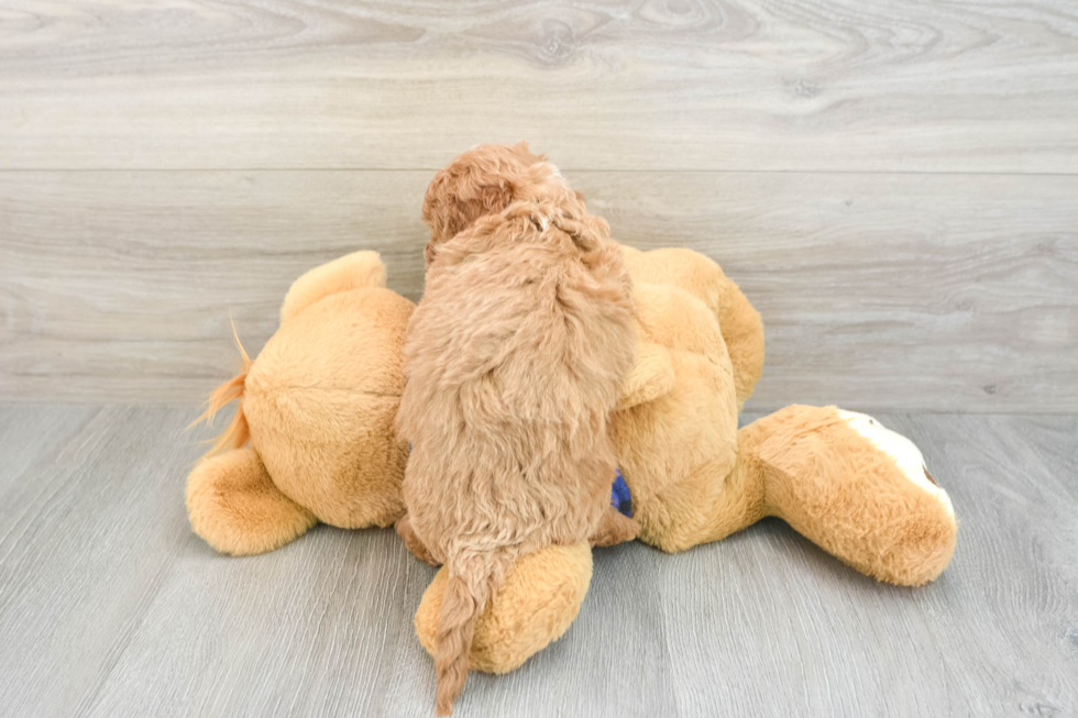 Mini Goldendoodle Pup Being Cute