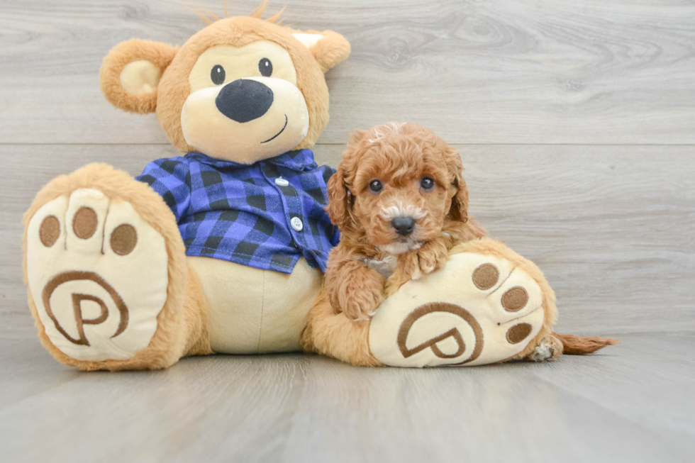 Hypoallergenic Mini Goldiepoo Poodle Mix Puppy