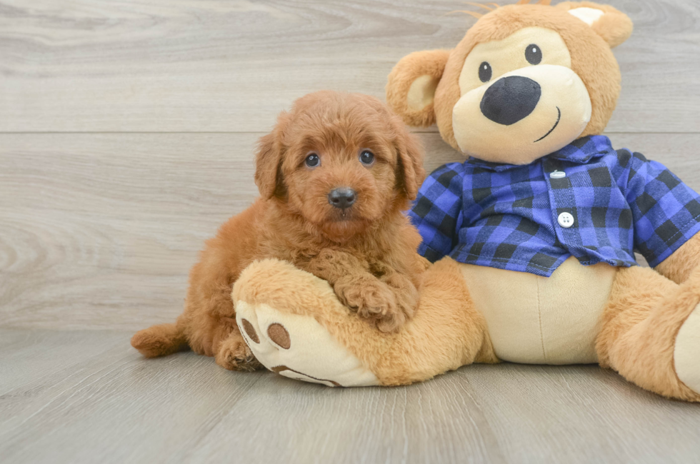 5 week old Mini Goldendoodle Puppy For Sale - Lone Star Pups