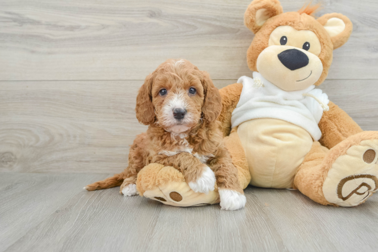 Cute Mini Goldendoodle Baby